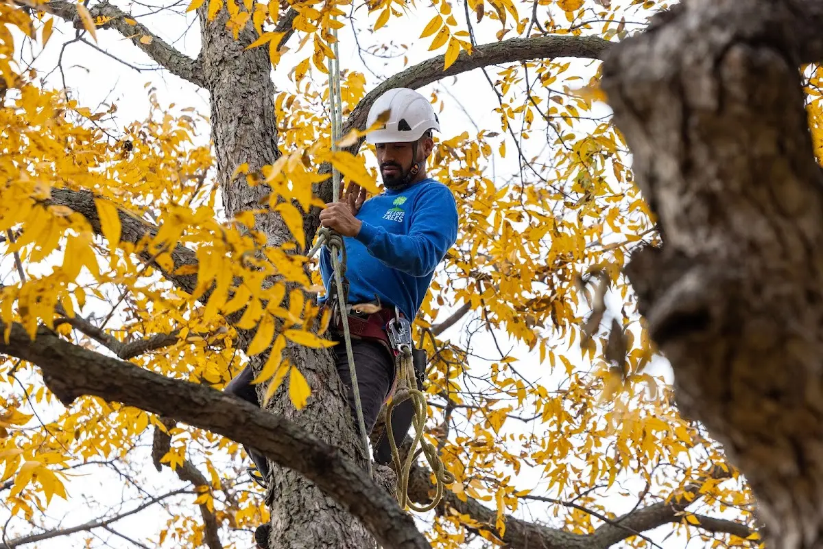 Skilled Storm Damage Cleanup crew working in Boerne